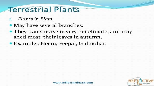 characteristics of terrestrial plants